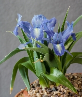 Iris 'Cadenza'
